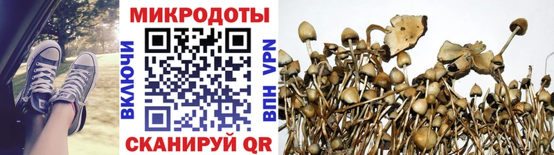 Галлюциногенные грибы Psilocybe  продажа наркотиков  Пугачёв 